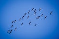 Flock of geese birds flying in the sky. Migratory birds