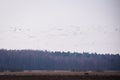 Flock of geese birds flying in the sky. Migratory birds