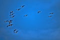 A flock of geese flies with a blue spring sky Royalty Free Stock Photo