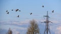 A flock of geese flies past power pylons. Anser anser.