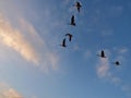 Flock of geese in flight doing the V formation fly over a lake, photo taken in the UK Royalty Free Stock Photo