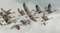 Flock of Greylag Geese Flying in Formation Against a Cloudy Sky, Migration Birds Royalty Free Stock Photo