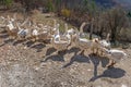 Flock of Geese Royalty Free Stock Photo