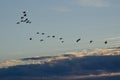 Flock of Geese Flying Across the Morning Sky Royalty Free Stock Photo