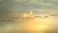 Flock of geese flying lined up during sunset Royalty Free Stock Photo