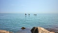 Flock of Geese flying low over water