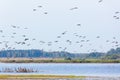 Flock of geese flying Royalty Free Stock Photo