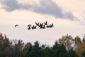 Flock of Geese flying over the trees in the country