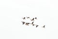 Flock of geese flying in a v shape