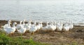 Flock of geese goes to the water Royalty Free Stock Photo