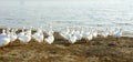 Flock of geese goes to the water Royalty Free Stock Photo