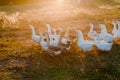 Flock of geese grazing on grass in summer field at sunset