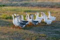 Flock of geese grazing on grass in summer field at sunset