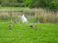 A flock of geese grazing in green grass near a lake