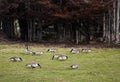 Flock of geese grazing on a pasture