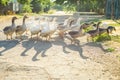 A flock of geese grazing on a rural street, casting shadows on the asphalt