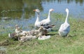A flock of geese having a rest by the pond Royalty Free Stock Photo