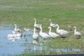 A flock of geese having a rest by the pond Royalty Free Stock Photo
