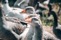 A flock of geese looks at the camera and poses. A family of beautiful grey Perigord geese with an orange beak. Portrait of a goose