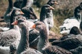 A flock of geese looks at the camera and poses. A family of beautiful grey Perigord geese with an orange beak. Portrait of a goose