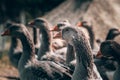 A flock of geese looks at the camera and poses. A family of beautiful grey Perigord geese with an orange beak. Portrait of a goose