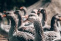 A flock of geese looks at the camera and poses. A family of beautiful grey Perigord geese with an orange beak. Portrait of a goose