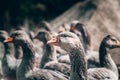 A flock of geese looks at the camera and poses. A family of beautiful grey Perigord geese with an orange beak. Portrait of a goose