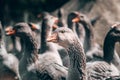 A flock of geese looks at the camera and poses. A family of beautiful grey Perigord geese with an orange beak. Portrait of a goose