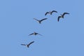 Flock of geese in north Idaho