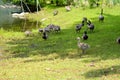 Canadian Geese Royalty Free Stock Photo