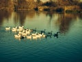 A flock of geese slowly swims along the river, the sun is already setting Royalty Free Stock Photo