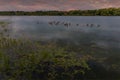 A flock of geese at sunset on Raventhorpe Water, Northamptonshire, UK Royalty Free Stock Photo