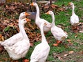 flock of geese swan goose bird Royalty Free Stock Photo