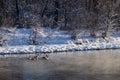 Flock of Geese Swimming Along the Cold Snowy Winter River Royalty Free Stock Photo