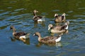 A flock of geese Royalty Free Stock Photo