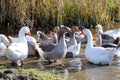 Flock of geese swimming in a marshy pond Royalty Free Stock Photo