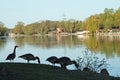 A flock of geese swimming in the river Royalty Free Stock Photo