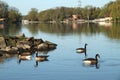 A flock of geese swimming in the river Royalty Free Stock Photo