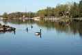A flock of geese swimming in the river Royalty Free Stock Photo