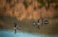 some very pretty looking geese swimming in some water at sunset Royalty Free Stock Photo