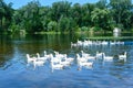 Flock geese swimming on the water. Royalty Free Stock Photo