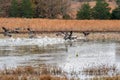 Flock of Geese taking off from a pond in the country on a cold fall day