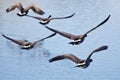 Flock of Geese Taking Off from Water