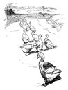 Flock of Geese, vintage illustration Royalty Free Stock Photo