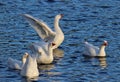 A Flock of Geese Royalty Free Stock Photo