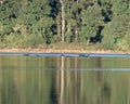 Flock of geese (Anser) flying over a reflective lake with lush trees in the background