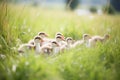 flock of geese with young resting in a grassy meadow