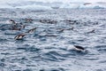 Flock of Gentoo penguins swims in the ocean water, Antarctica