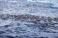 Flock of Gentoo penguins swims in the ocean water, Antarctica