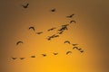 A Flock of Geylag Goose flying